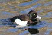 Tufted Duck